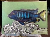 05042009blufish